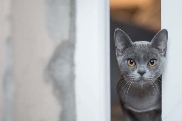 10 Cute & Cuddly Cat Photogrpahy Images - picture 11