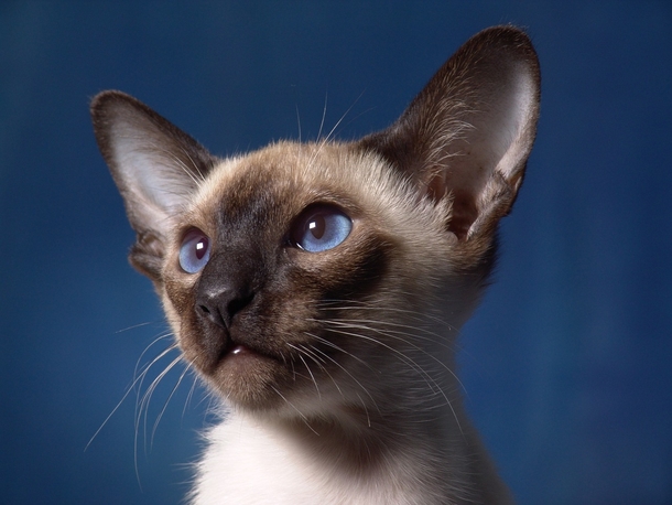 10 Cute & Cuddly Cat Photogrpahy Images - picture 12