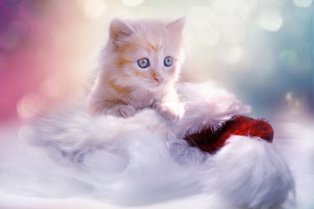 10 Cute & Cuddly Cat Photogrpahy Images - picture 2
