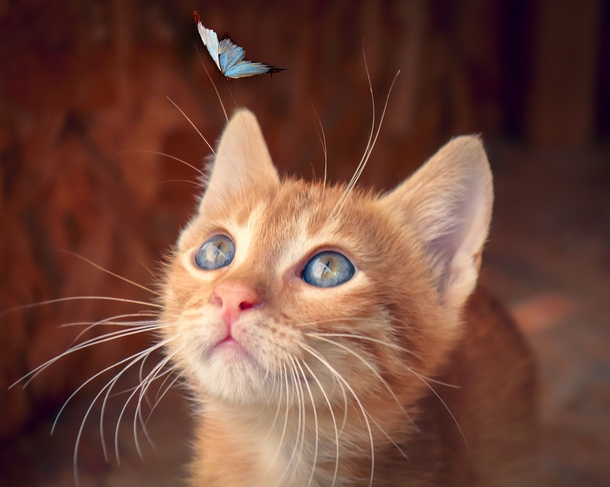 10 Cute & Cuddly Cat Photogrpahy Images - picture 3