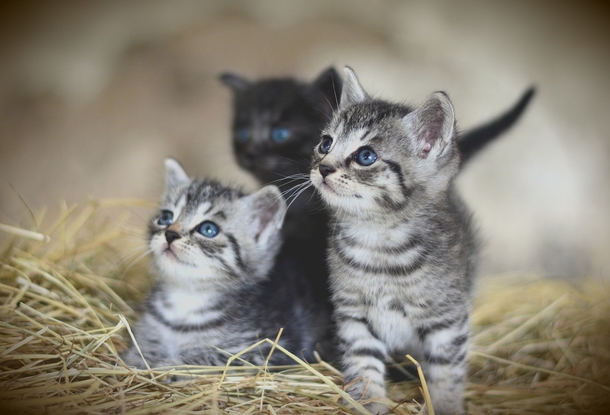 10 Cute & Cuddly Cat Photogrpahy Images - picture 4