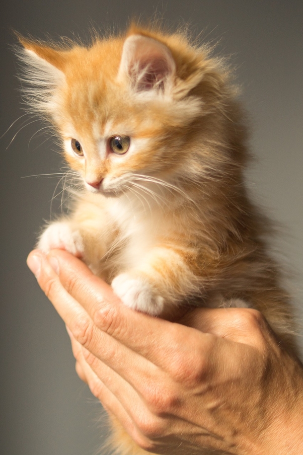 10 Cute & Cuddly Cat Photogrpahy Images - picture 5