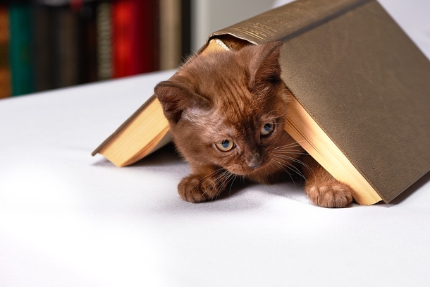 10 Cute & Cuddly Cat Photogrpahy Images - picture 6