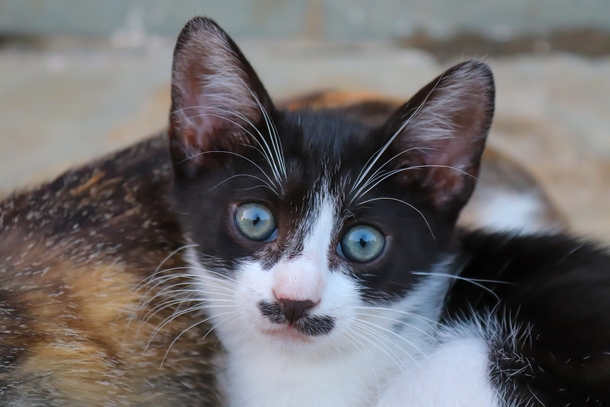 10 Cute & Cuddly Cat Photogrpahy Images - picture 7