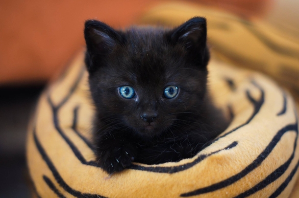 10 Cute & Cuddly Cat Photogrpahy Images - picture 8