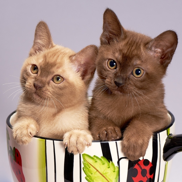 10 Cute & Cuddly Cat Photogrpahy Images - picture 9