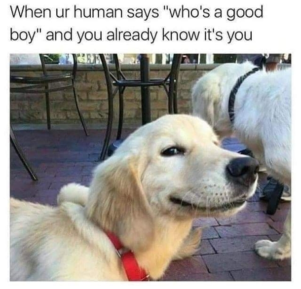 10 Daily Dose Of Funny Memes For 2023 - picture 2