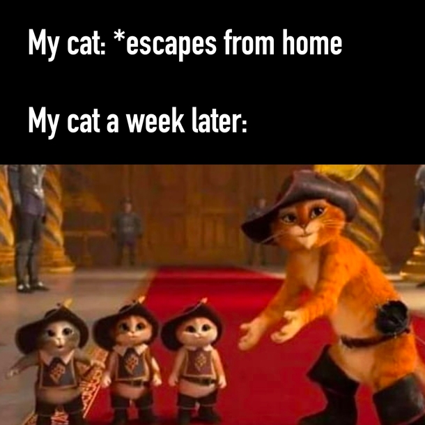10+ Daily Funny Quotes That Are Random But Relatable - picture 10