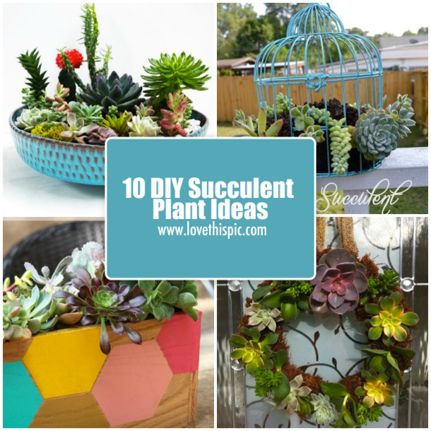 10 DIY Succulent Plant Ideas