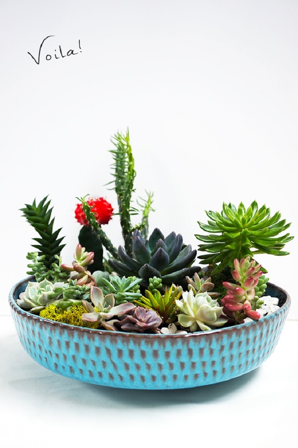 10 DIY Succulent Plant Ideas - picture 4