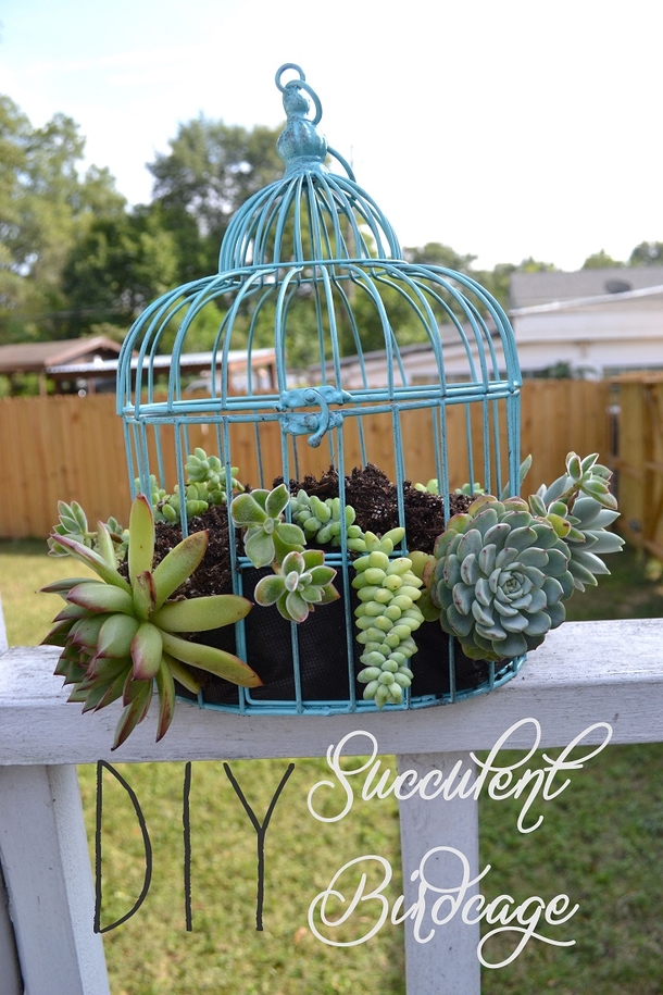 10 DIY Succulent Plant Ideas - picture 6
