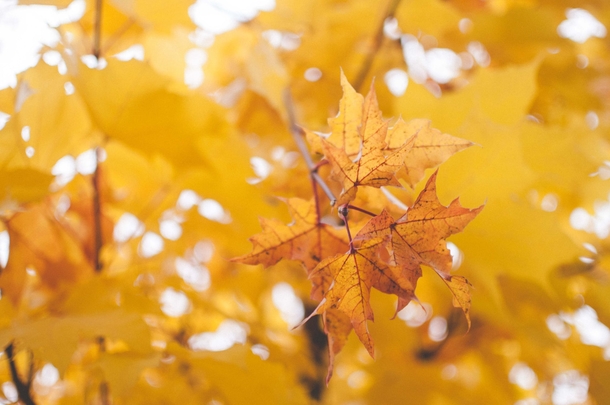 10+ Fall Images To Get Your Ready For The Cool Season - picture 10