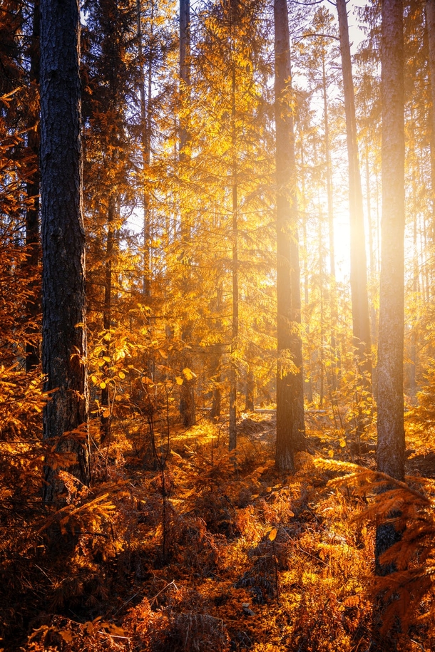 10+ Fall Images To Get Your Ready For The Cool Season - picture 2