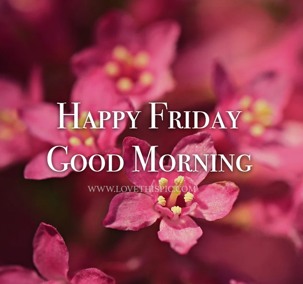 10+ Friday Good Morning Quotes - picture 8