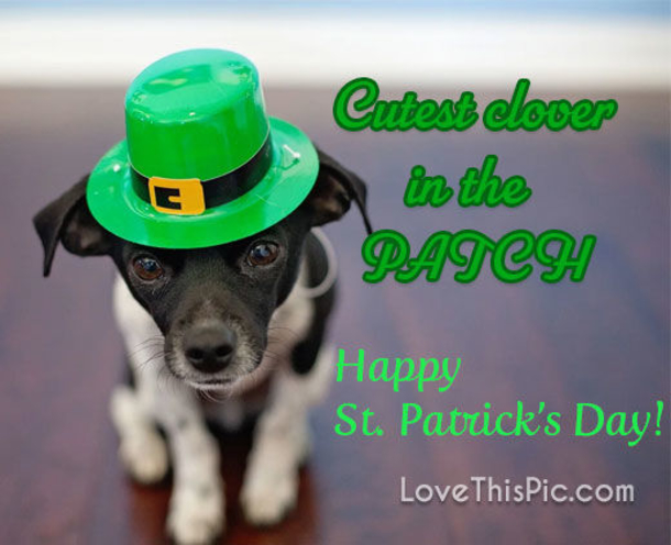 10 Fun And Cool St. Patrick's Day Quotes And Sayings For 2023 - picture 3