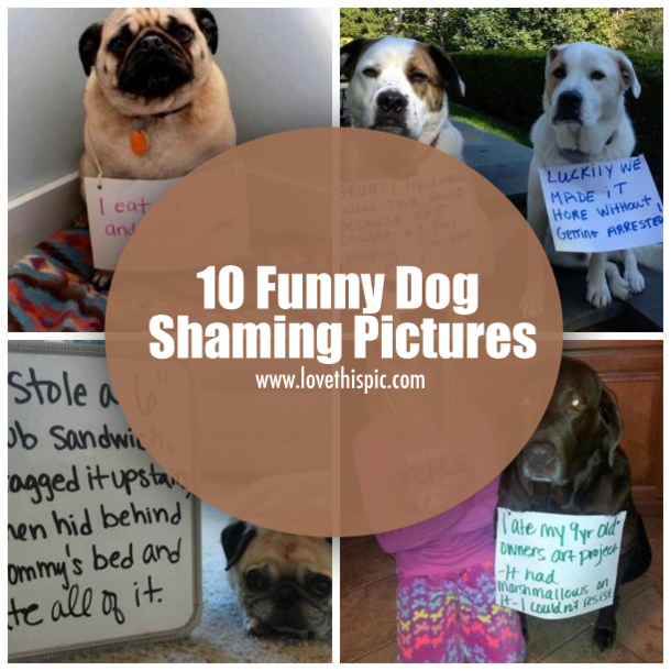 10 Funny Dog Shaming Pictures