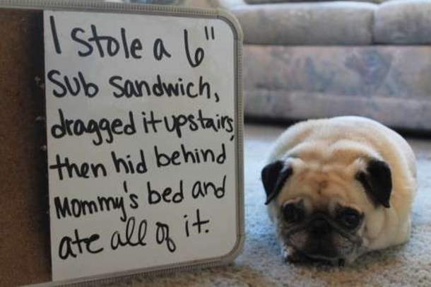 10 Funny Dog Shaming Pictures - picture 10