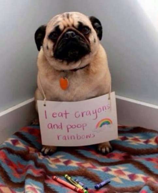10 Funny Dog Shaming Pictures - picture 11