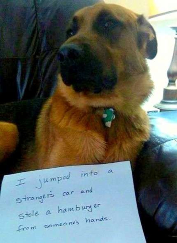 10 Funny Dog Shaming Pictures - picture 2