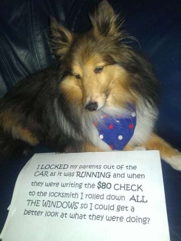10 Funny Dog Shaming Pictures - picture 3