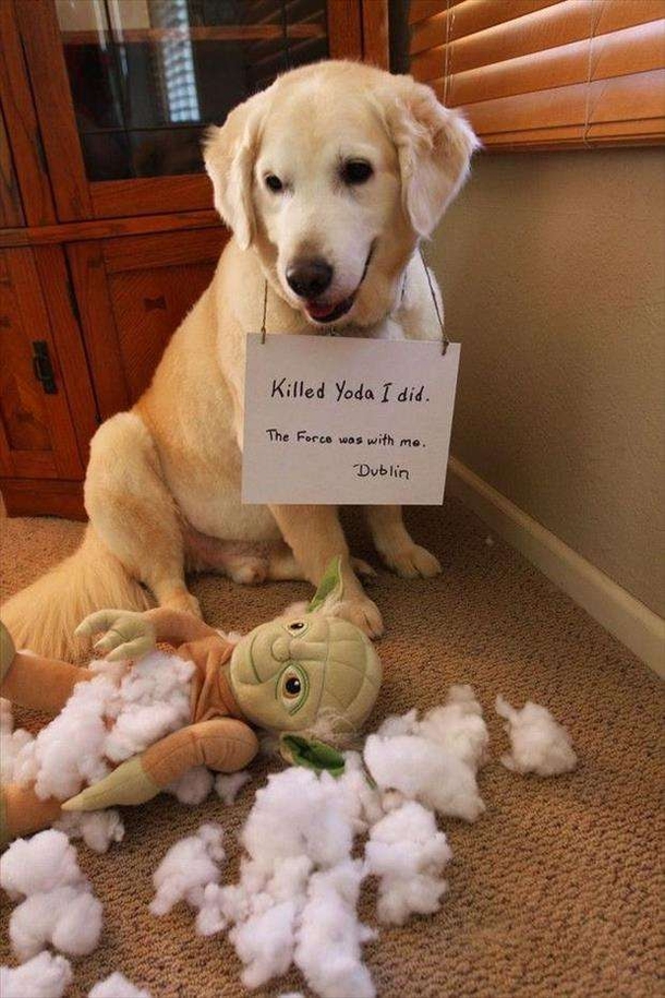 10 Funny Dog Shaming Pictures - picture 4