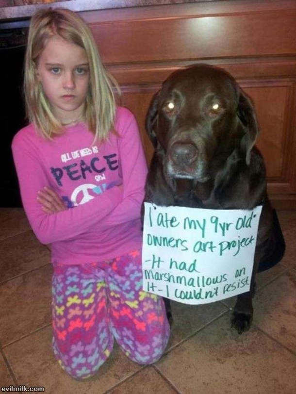 10 Funny Dog Shaming Pictures - picture 5
