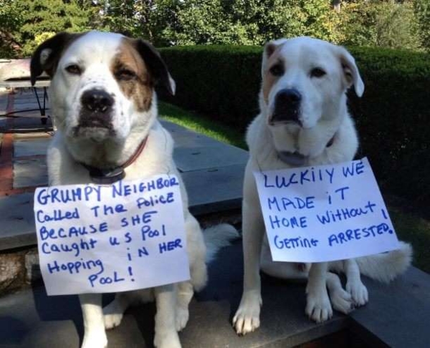 10 Funny Dog Shaming Pictures - picture 6