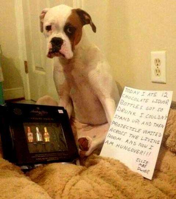 10 Funny Dog Shaming Pictures - picture 7