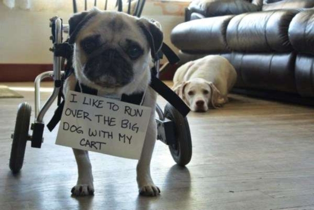 10 Funny Dog Shaming Pictures - picture 8