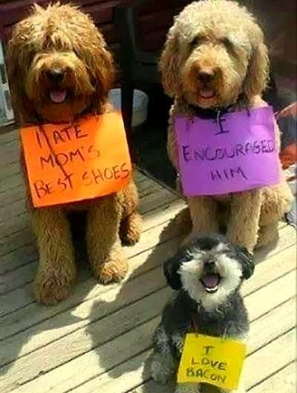 10 Funny Dog Shaming Pictures - picture 9