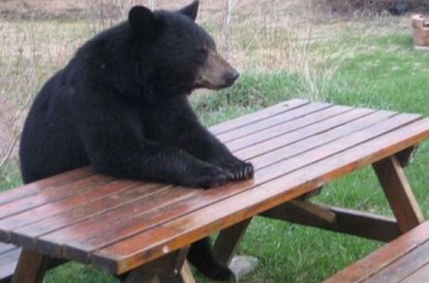 10 Funny Pictures According To Google - picture 5