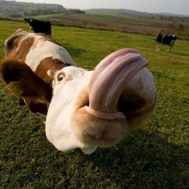 10 Funny Pictures According To Google - picture 9