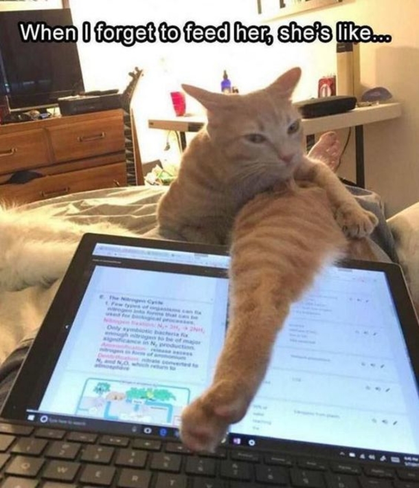 10 Funny Pictures That Will Truly Make Your Day - picture 10