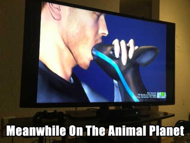 10 Funny Yet Unusual Pictures Of The Day - picture 4