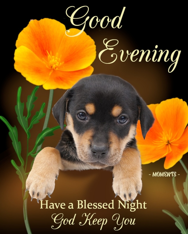 10 Good Evening Messages To Bless You Throughout The Beautiful Night - picture 2