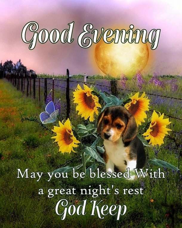10 Good Evening Quotes To Bless Your Night Daily - picture 10