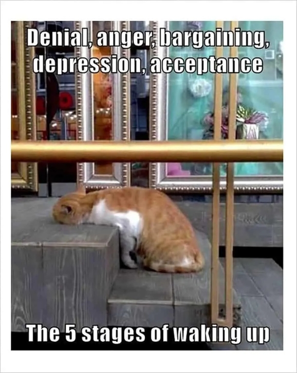 10 Good Morning Memes To Make Your Day Much Better - picture 3