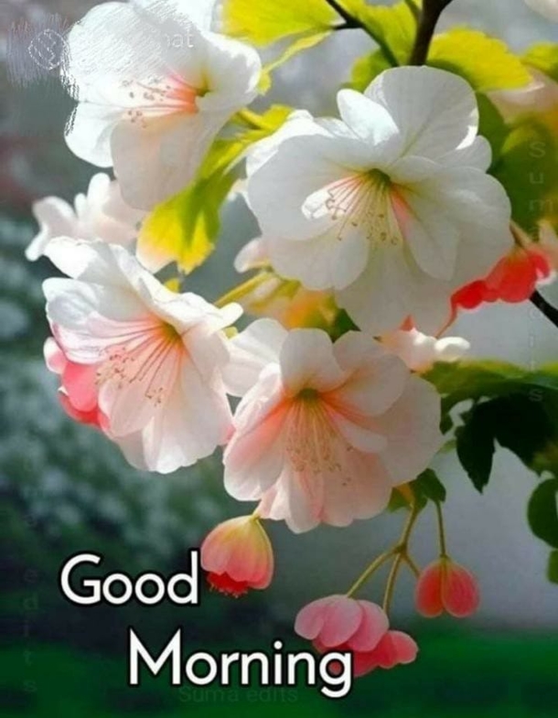 10 Good Morning Quote Pictures To Celebrate A New Day - picture 5
