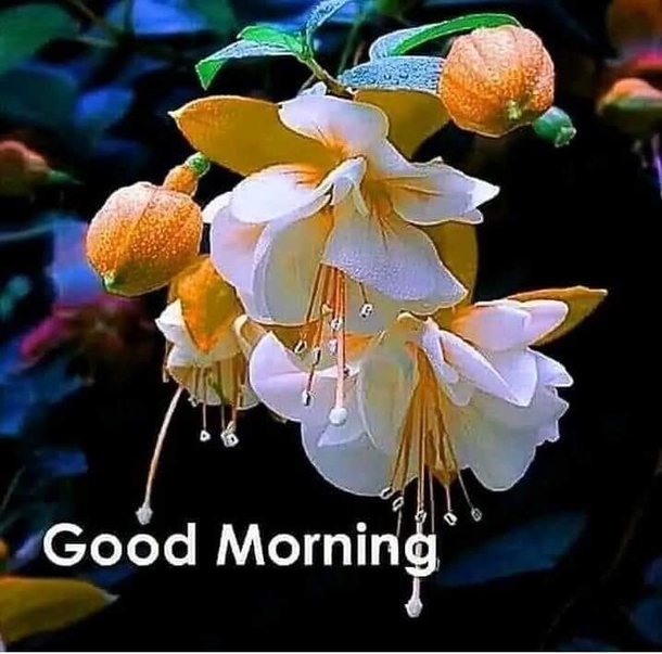 10 Good Morning Quotes Filled With Inspiration And Happiness - picture 4