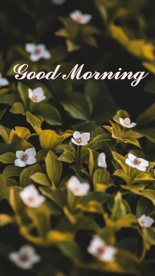 10 Good Morning Quotes Of 2024 To Embrace A Beautiful Season - picture 7