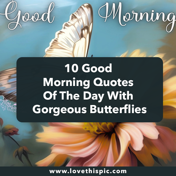 10 Good Morning Quotes Of The Day With Gorgeous Butterflies