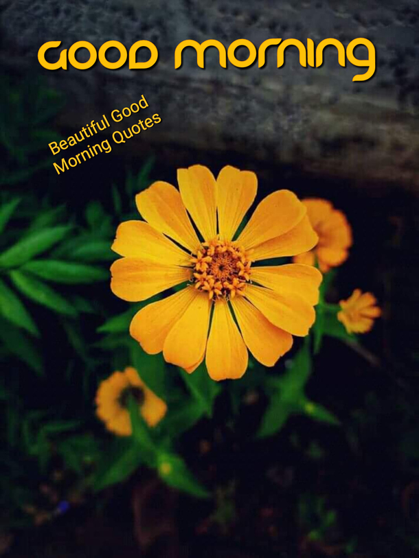 10 Good Morning Quotes With Beautiful Blessings And Peace - picture 9