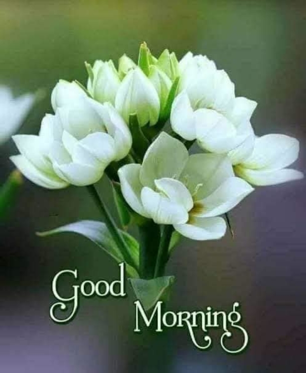 10 Good Morning Quotes With Beautiful Flowers - picture 11