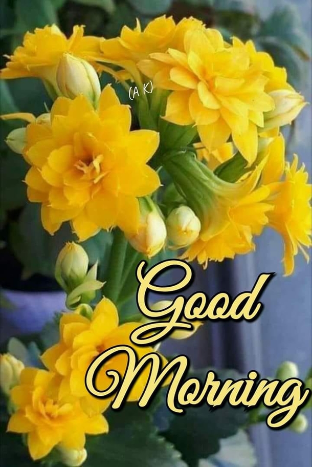 10 Good Morning Quotes With Beautiful Flowers - picture 5