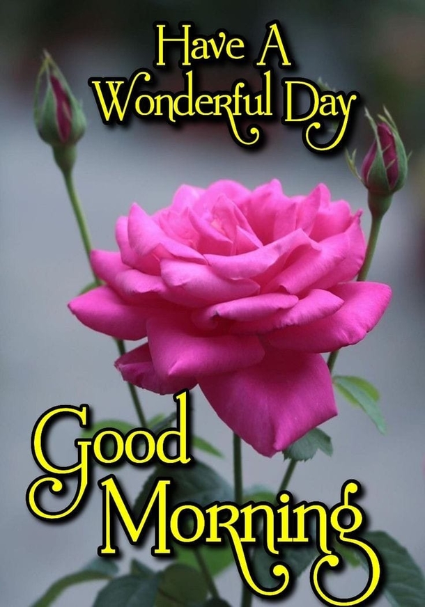 10 Good Morning Quotes With Beautiful Flowers - picture 6
