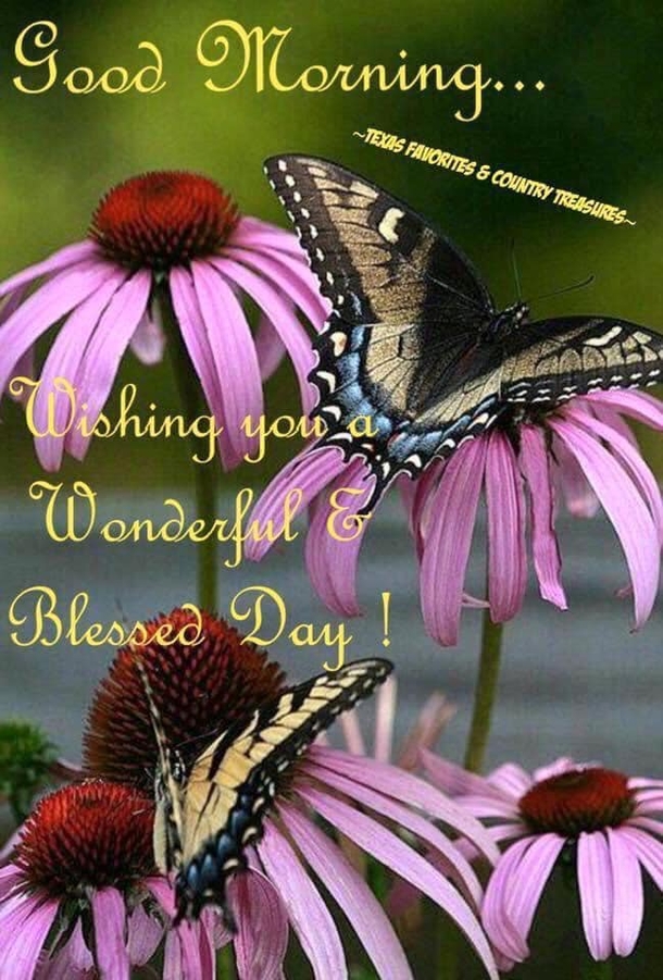10 Good Morning Quotes With Beautiful Messages For A Great Morning - picture 3