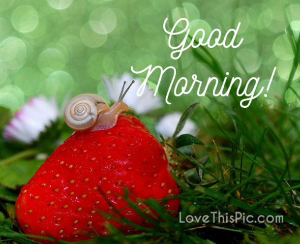 10 Good Morning Quotes With Inspiration - picture 4