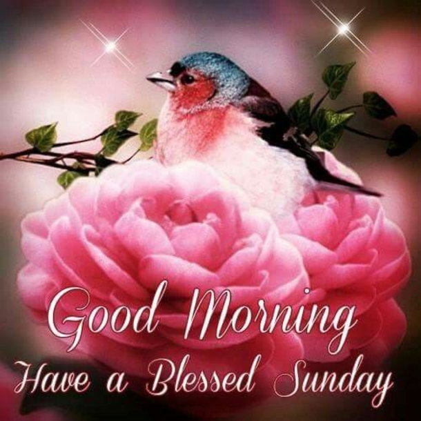 10 Good Morning Sunday Greetings For A Beautiful Day - picture 10