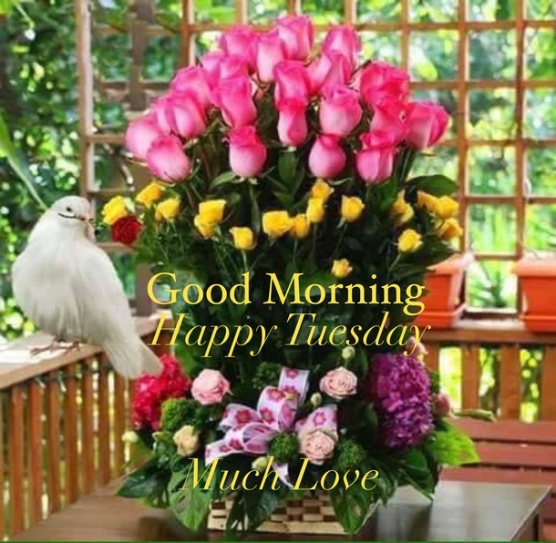 10 Good Morning Tuesday Pictures With Inspiring Quotes That You'll Love - picture 13