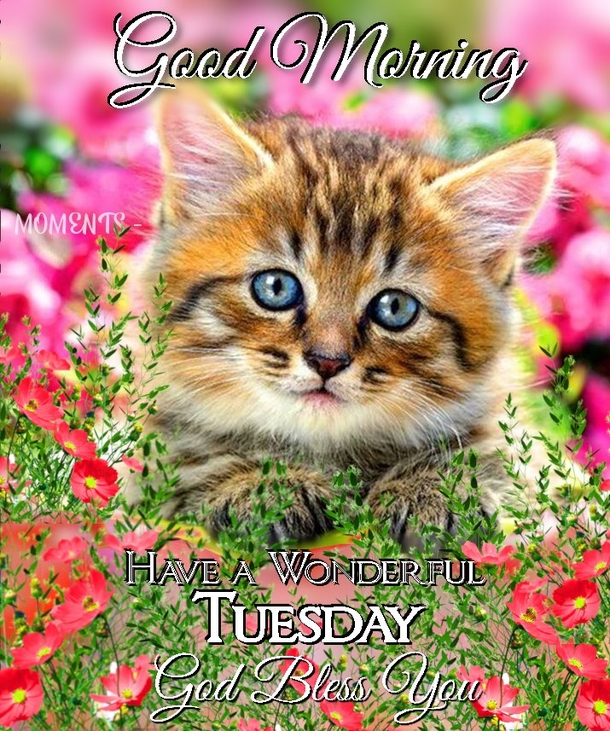 10 Good Morning Tuesday Quotes And Images For 2023 - picture 11
